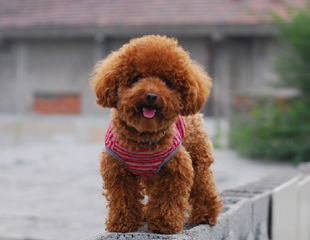 Poodle