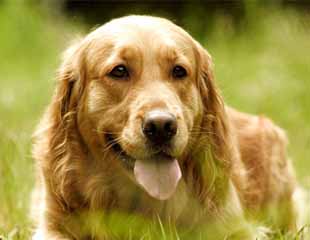 Golden Retriever